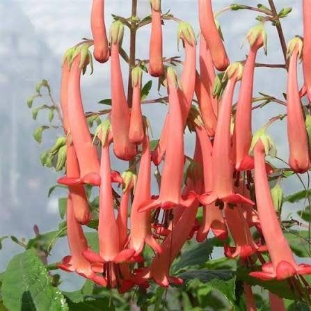 Phygelius Funfare 'Orange', Autres espèces, Été, Enlèvement, Plante fixe