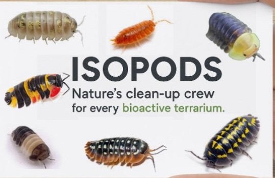 Diverse isopods en kevers, Dieren en Toebehoren