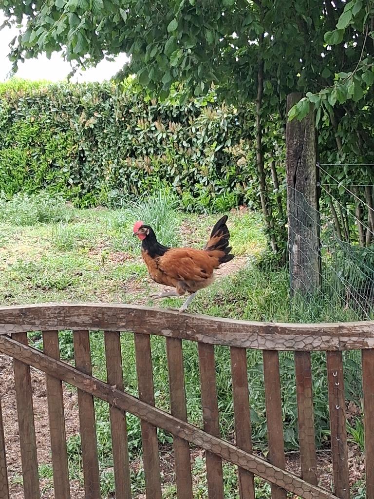 Vorwerk haantje, Dieren en Toebehoren, Pluimvee, Mannelijk, Kip