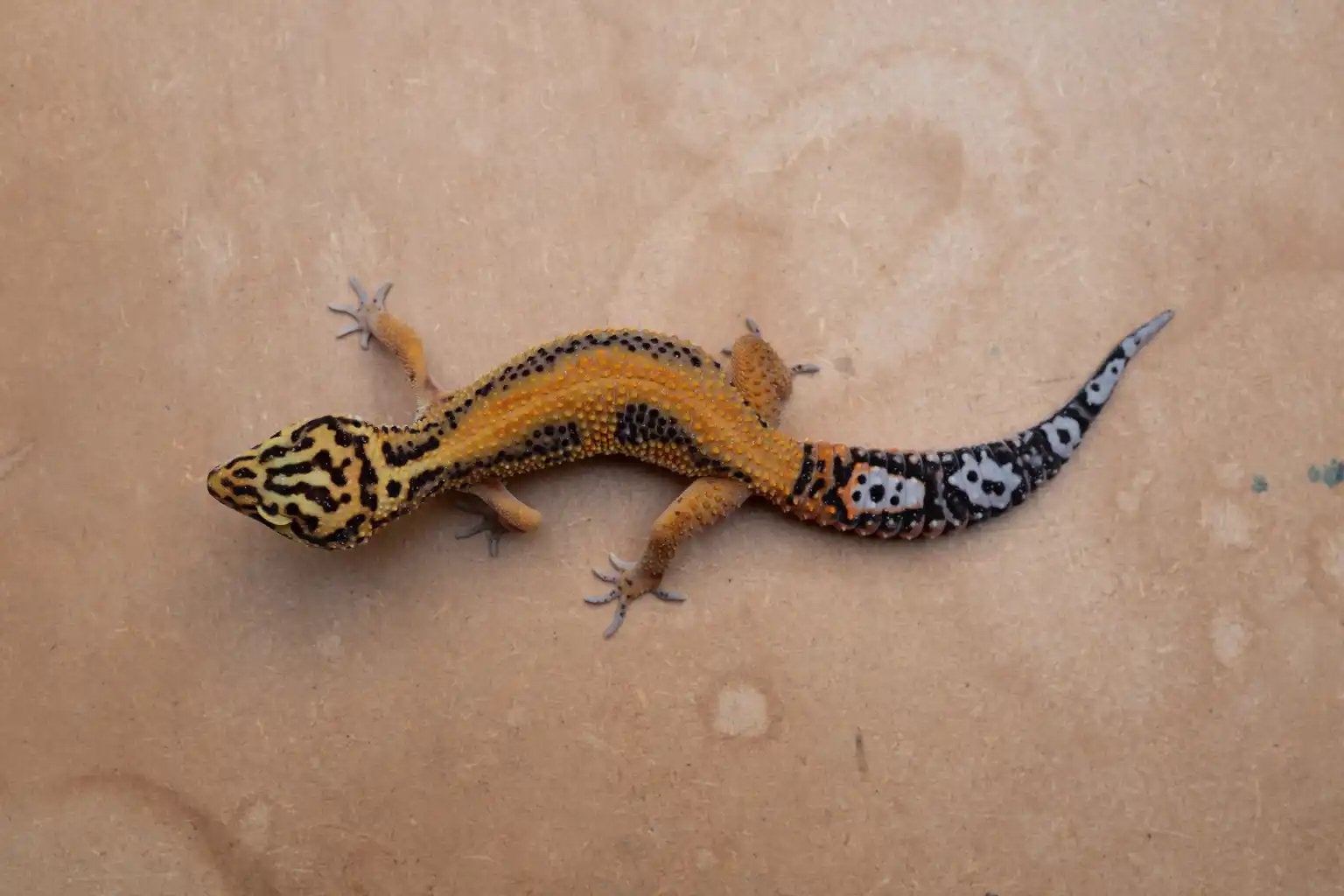 Jonge luipaardgekko, Dieren en Toebehoren