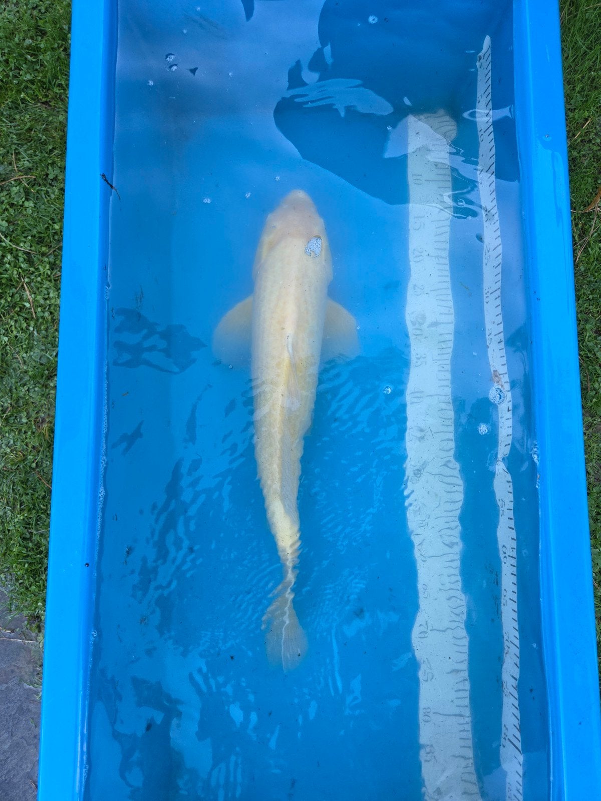 Karashigoi 60-65cm, Dieren en Toebehoren