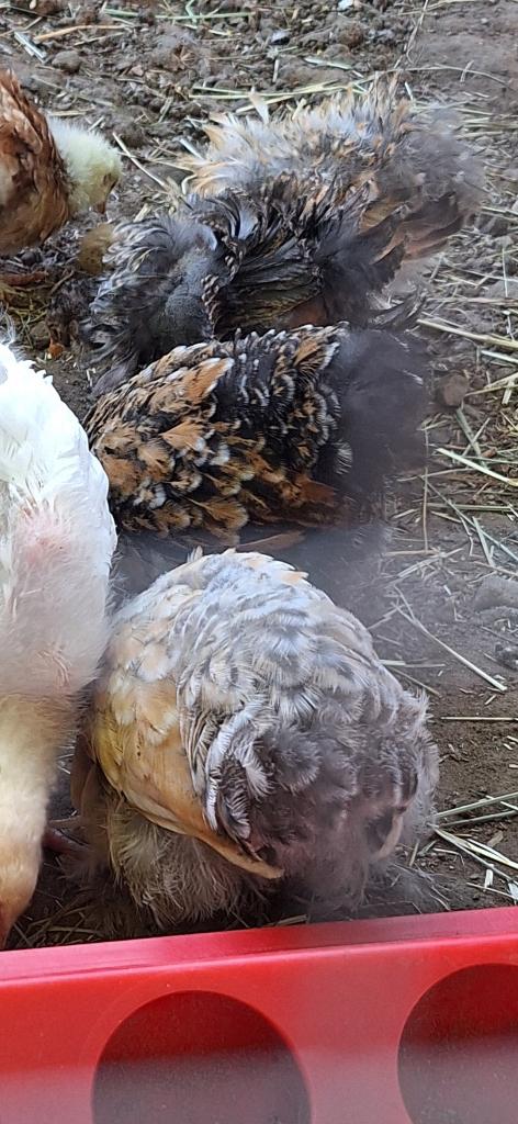 Cochin kriel krulveer en gladveer, Dieren en Toebehoren, Pluimvee