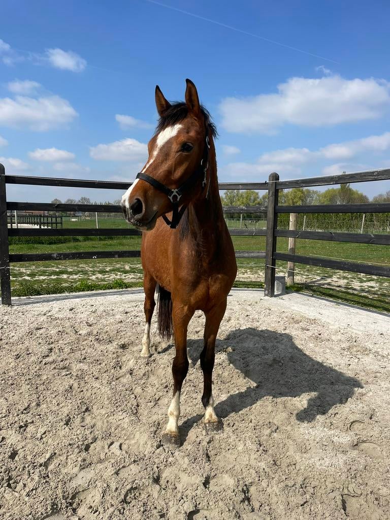 4jarige Utamaro merrie, Dieren en Toebehoren, Merrie, Springpaard, Minder dan 160 cm, 3 tot 6 jaar