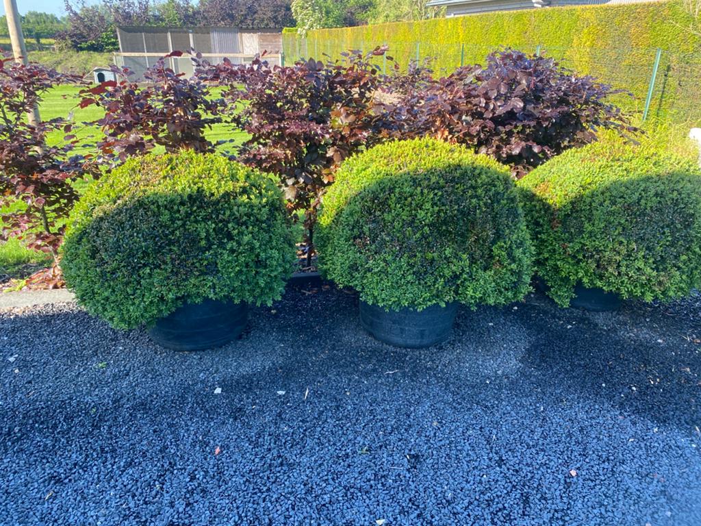 4 prachtige buxusbollen 90 cm !, Tuin en Terras, Ophalen, Buxus