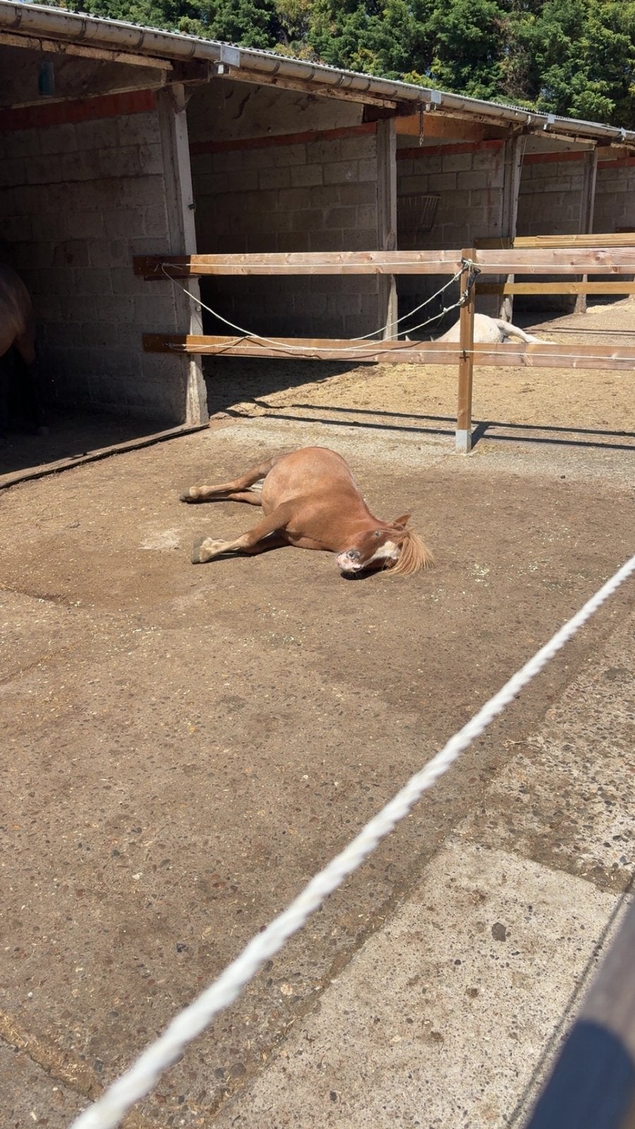 scheren, Dieren en Toebehoren