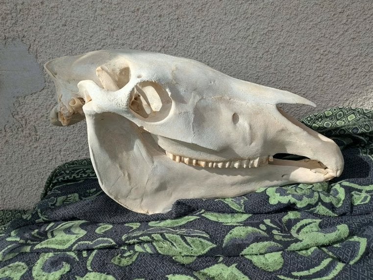 Paardenschedel jong-volwassen paard schedel anatomie botten, Envoi, Utilisé, Cheval, Crâne