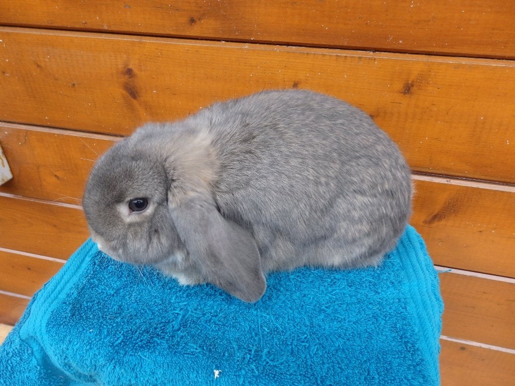 nhd, ram, Mâle, Nain, Oreilles tombantes, 0 à 2 ans