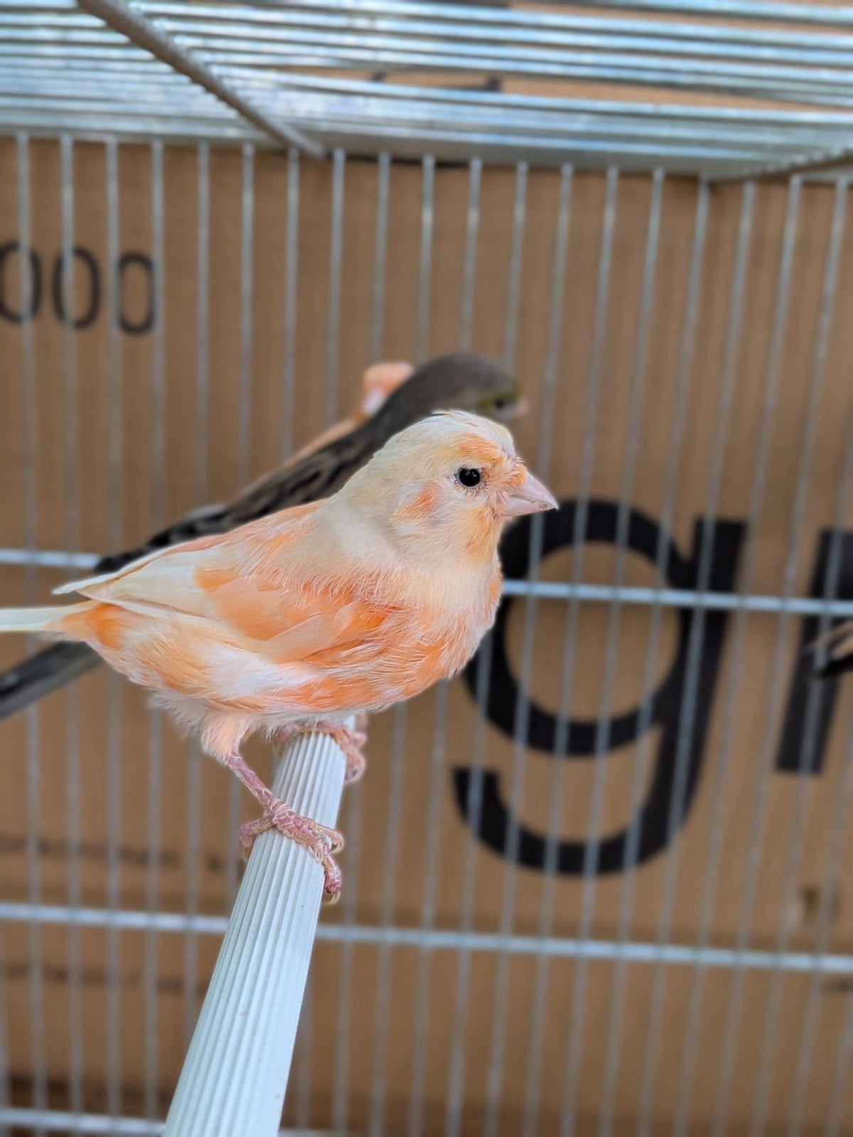 kanarie, Dieren en Toebehoren, Vogels | Kanaries