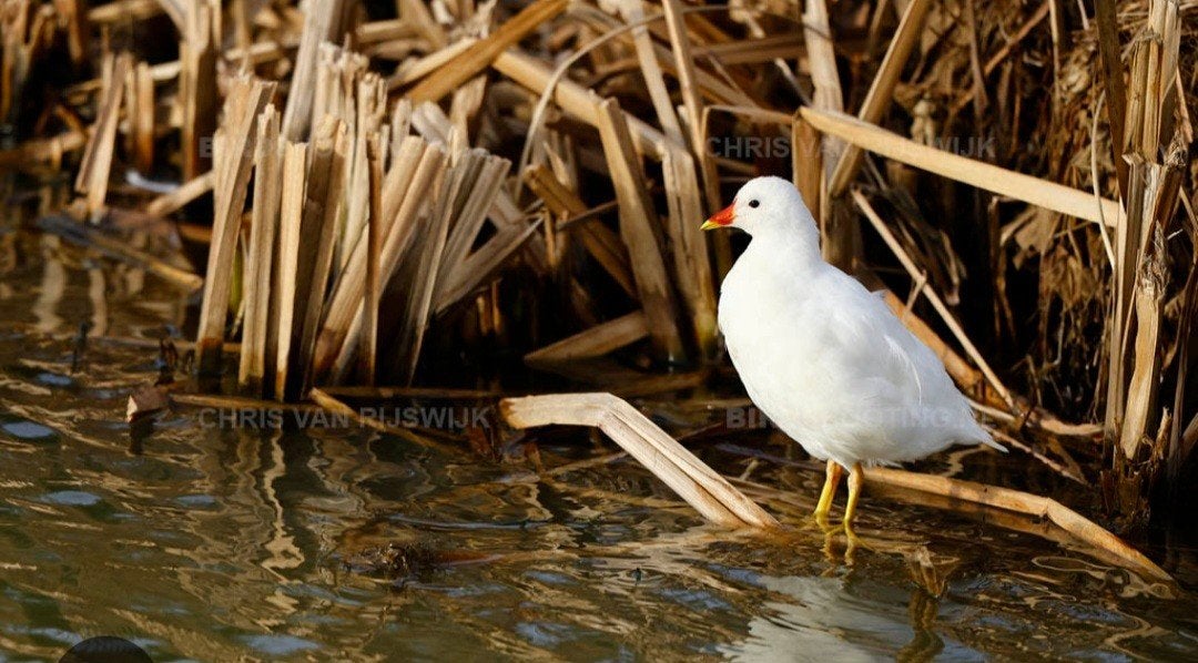 witte waterhoen, Dieren en Toebehoren, Meerdere dieren, Geringd