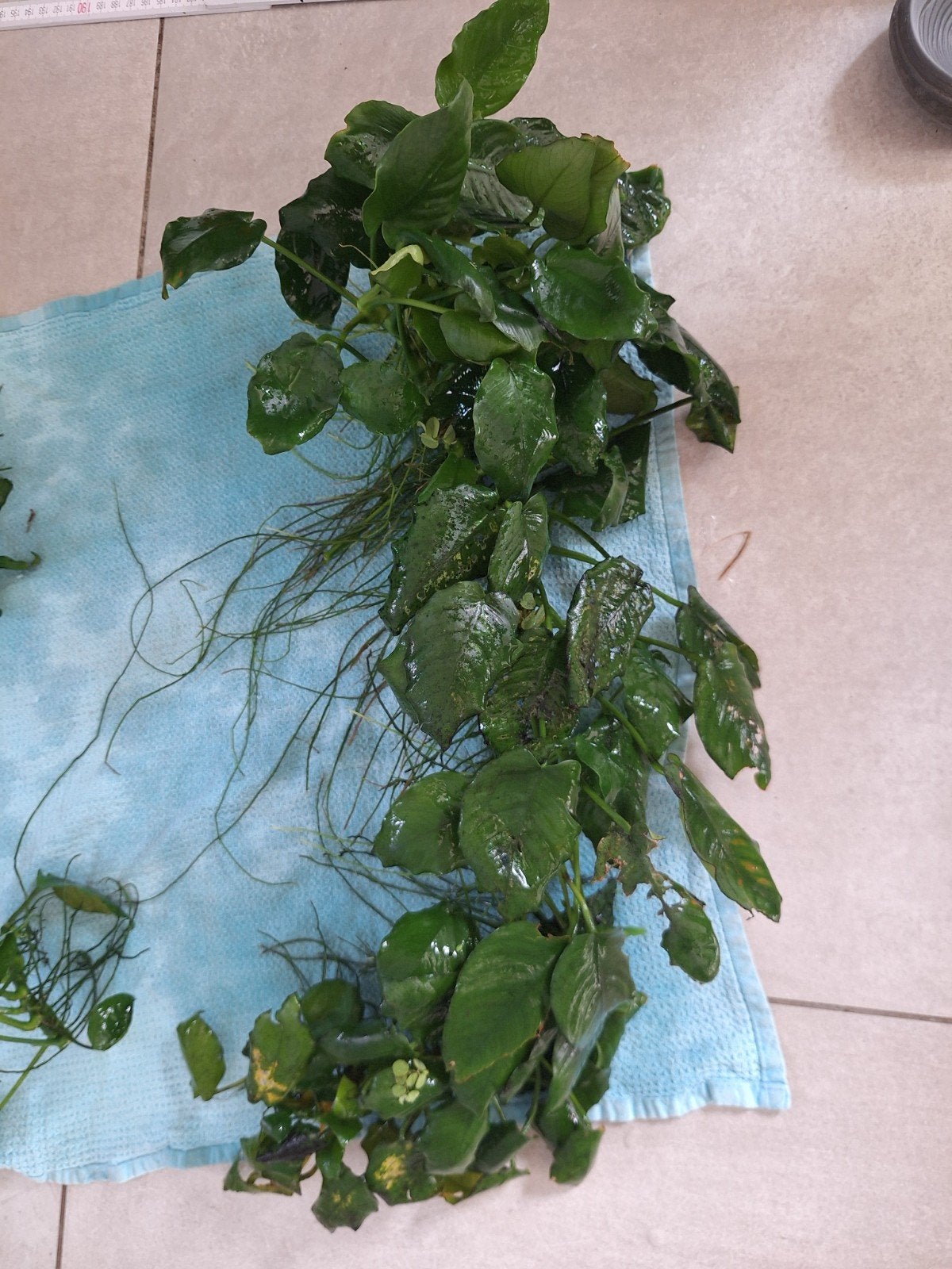 groot stuk anubias, Dieren en Toebehoren, Ophalen, Plant(en), Steen of Hout