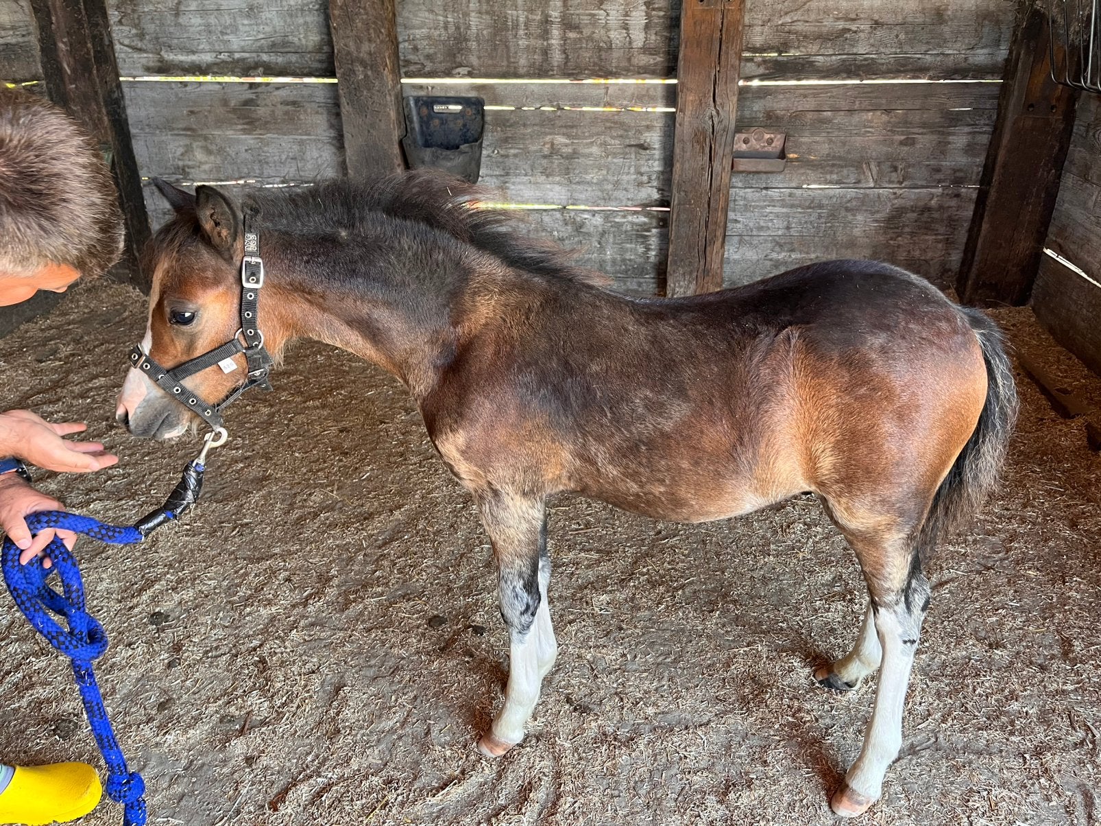 Welsh a veulen, Met stamboom, 0 tot 2 jaar, Hengst, B pony (1.17m tot 1.27m)