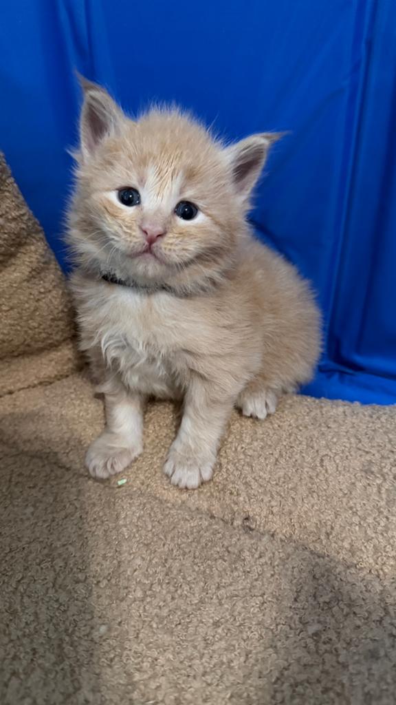Prachtige Maine Coon kittens, Sexe inconnu, Vermifugé, 0 à 2 ans