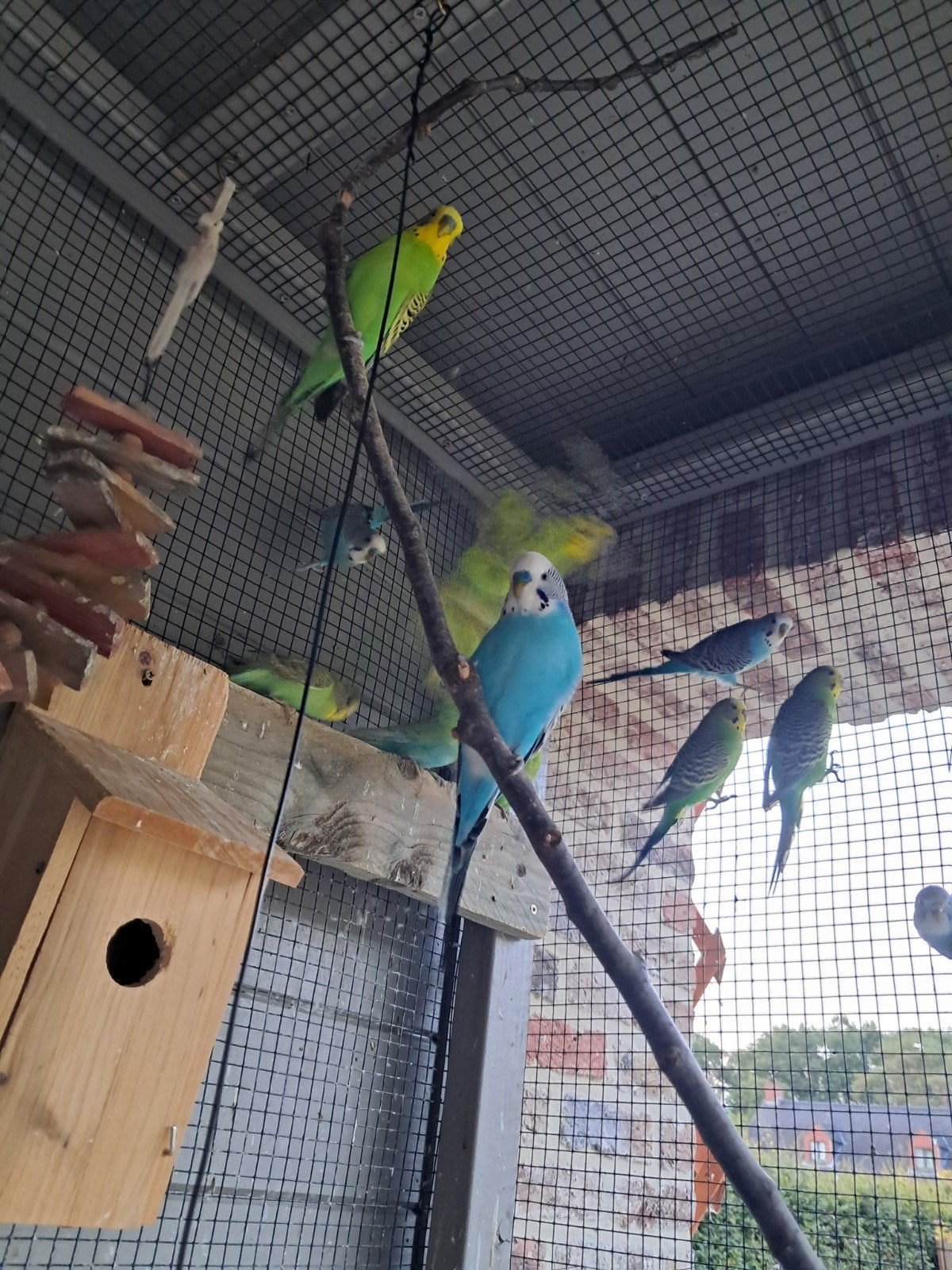 5 grasparkieten mogen weg, Dieren en Toebehoren, Vogels | Parkieten en Papegaaien