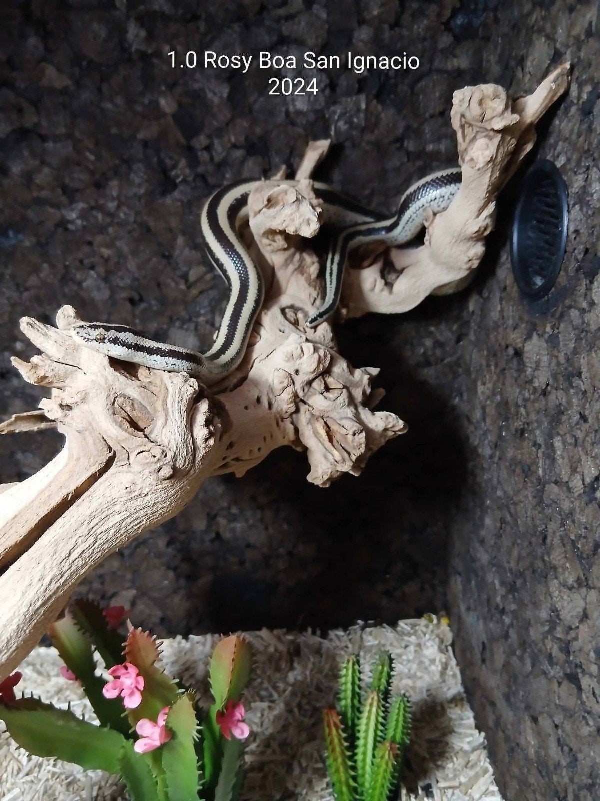 1.0 Rosy Boa San Ignacio 2024, Animaux & Accessoires, Serpent, Domestique, 0 à 2 ans