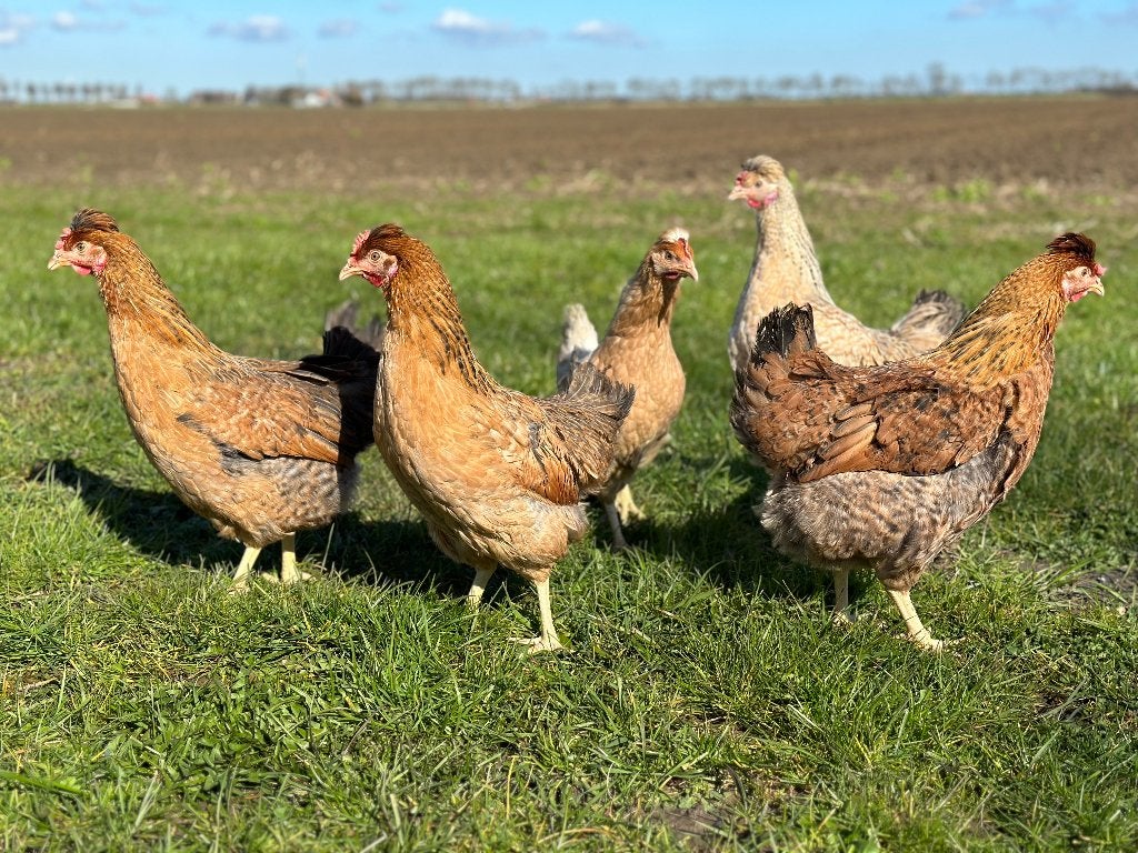 Jonge tamme Cream Legbar kippen gesekst en ingeënt, Dieren en Toebehoren, Vrouwelijk, Kip