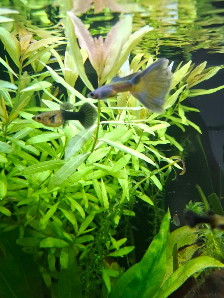 guppy blue moscow, Dieren en Toebehoren, Vissen | Aquariumvissen