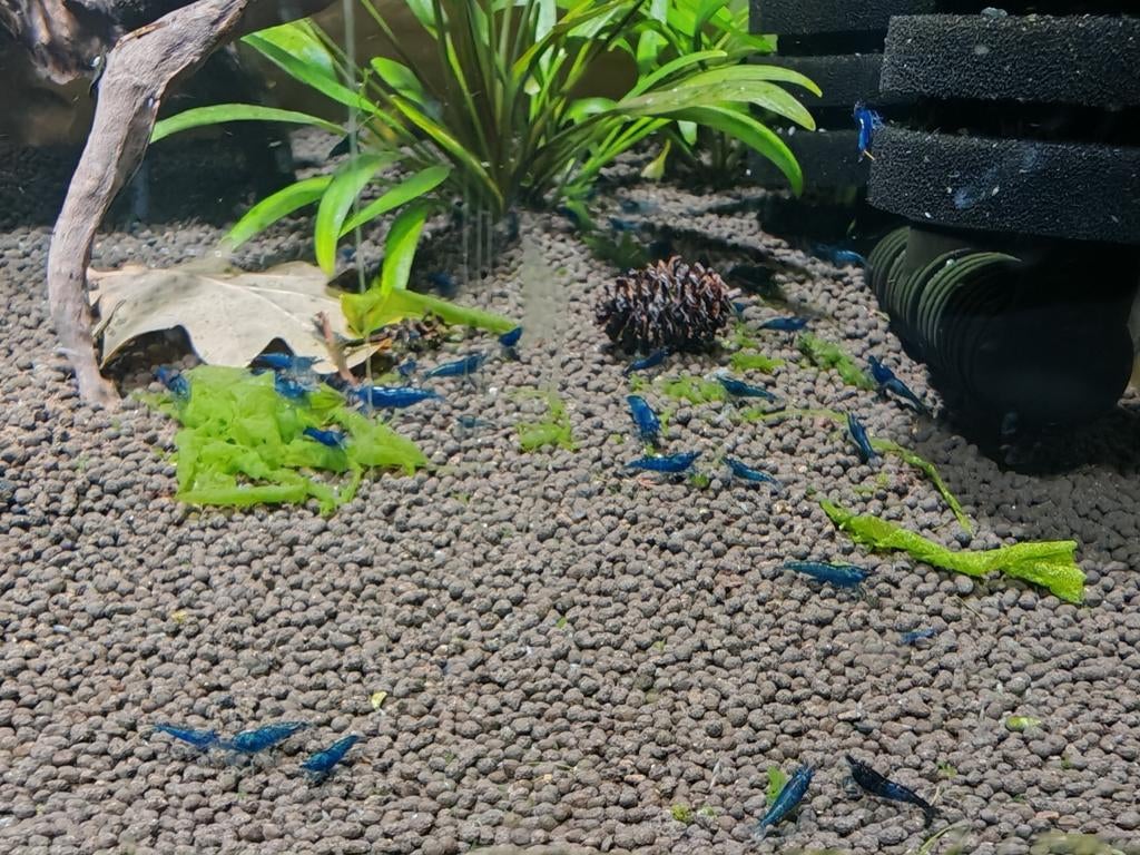 Neocaridina Blue Velvet