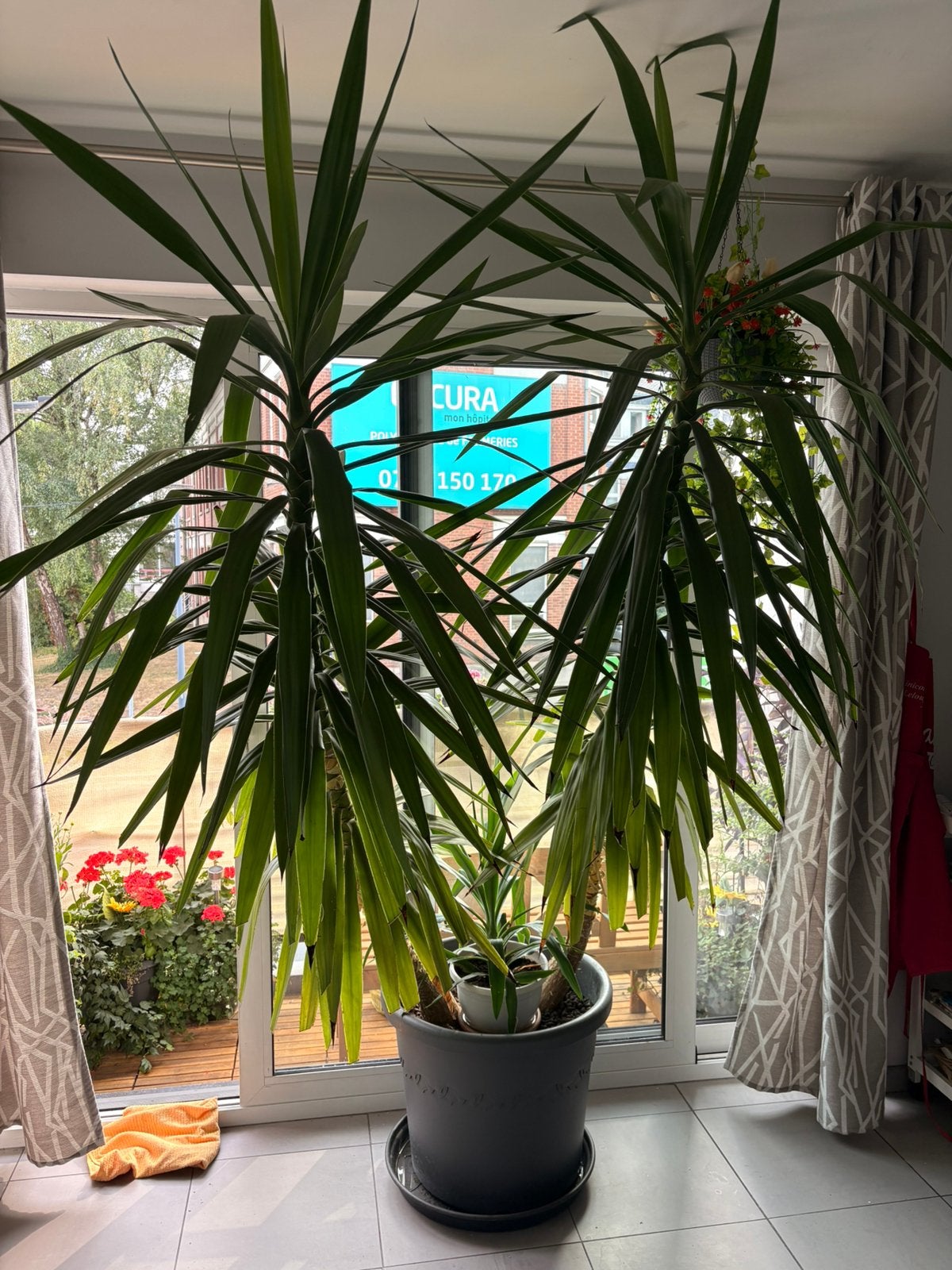 Plante yucca, Maison & Meubles, Plantes d'intérieur, Enlèvement, Yucca