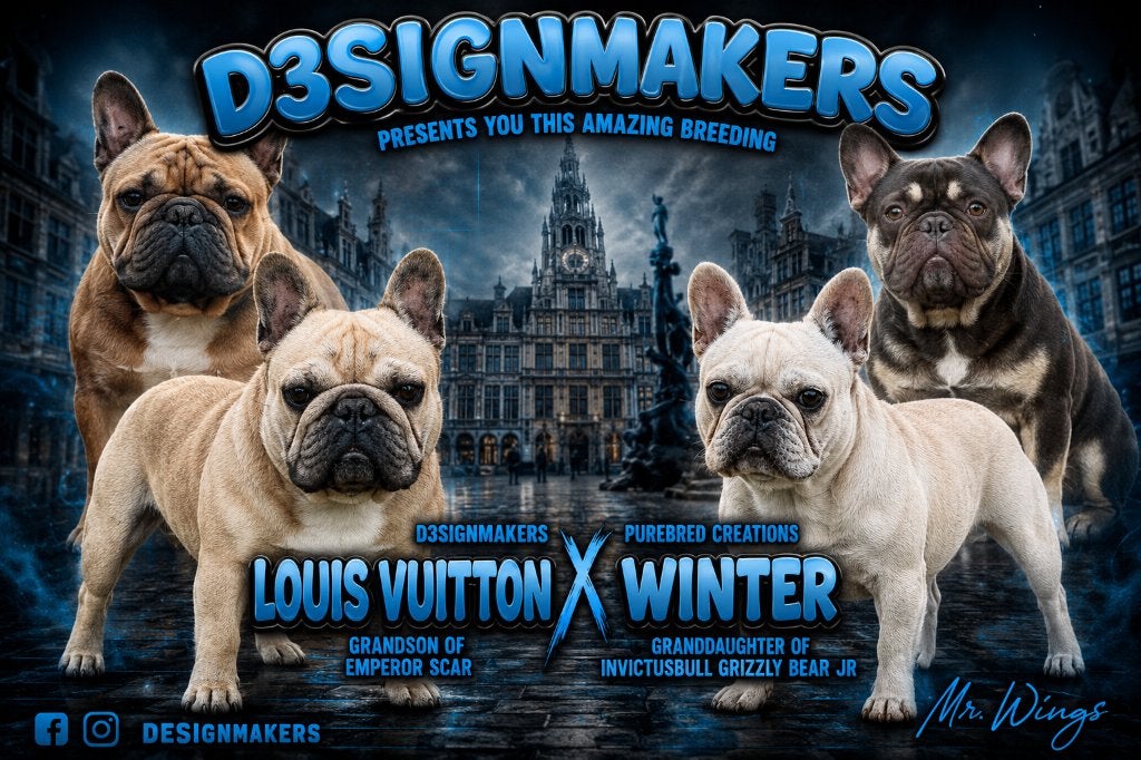 Franse Bulldog pups bij ons thuis geboren, Maladie de Carré (chiens), 8 à 15 semaines, Bouledogue, Plusieurs
