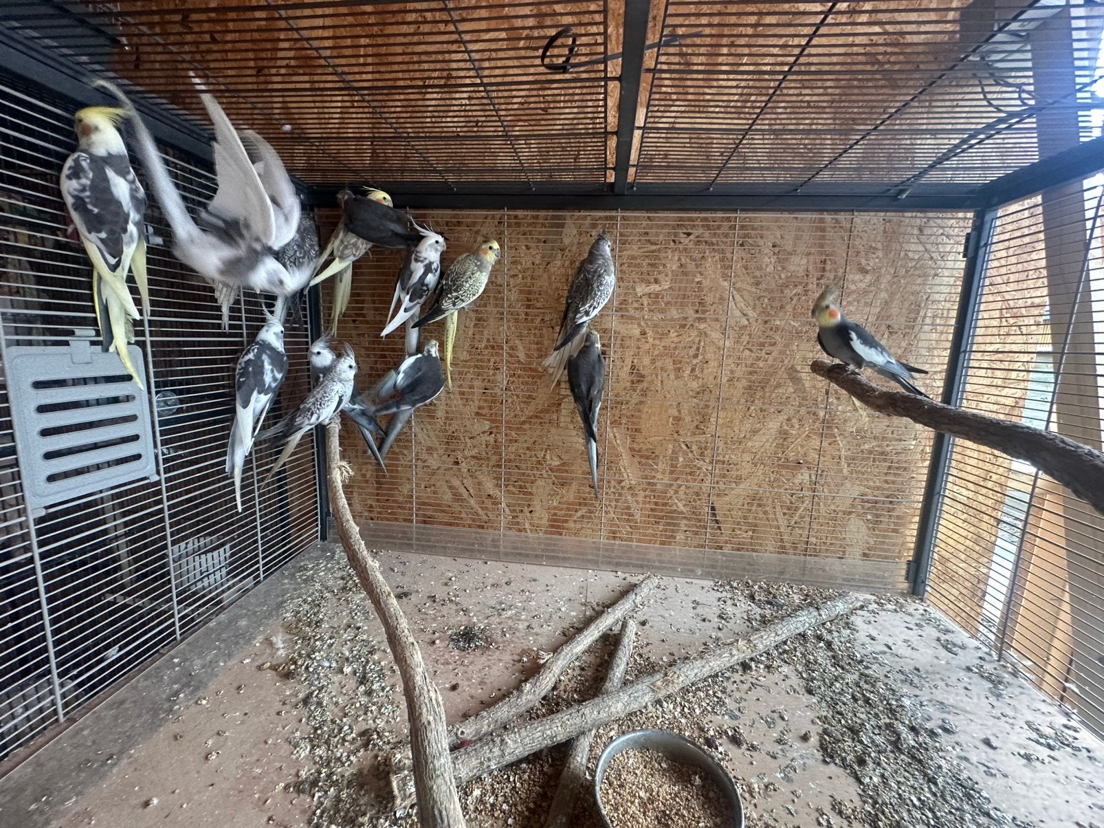 Bewezen koppels valkparkieten, Meerdere dieren, Parkiet, Geringd