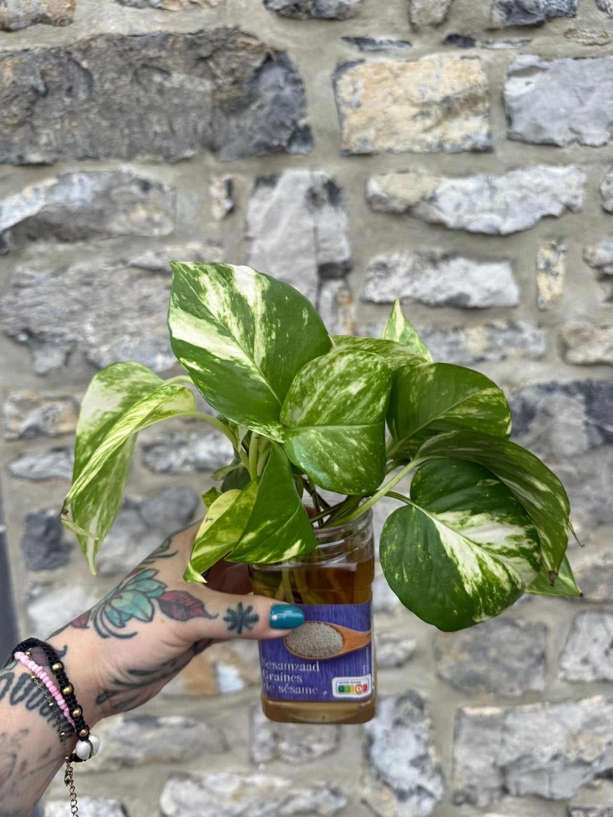 Marble Queen Pothos-stekken, Overige soorten, In pot, Minder dan 100 cm, Groene kamerplant