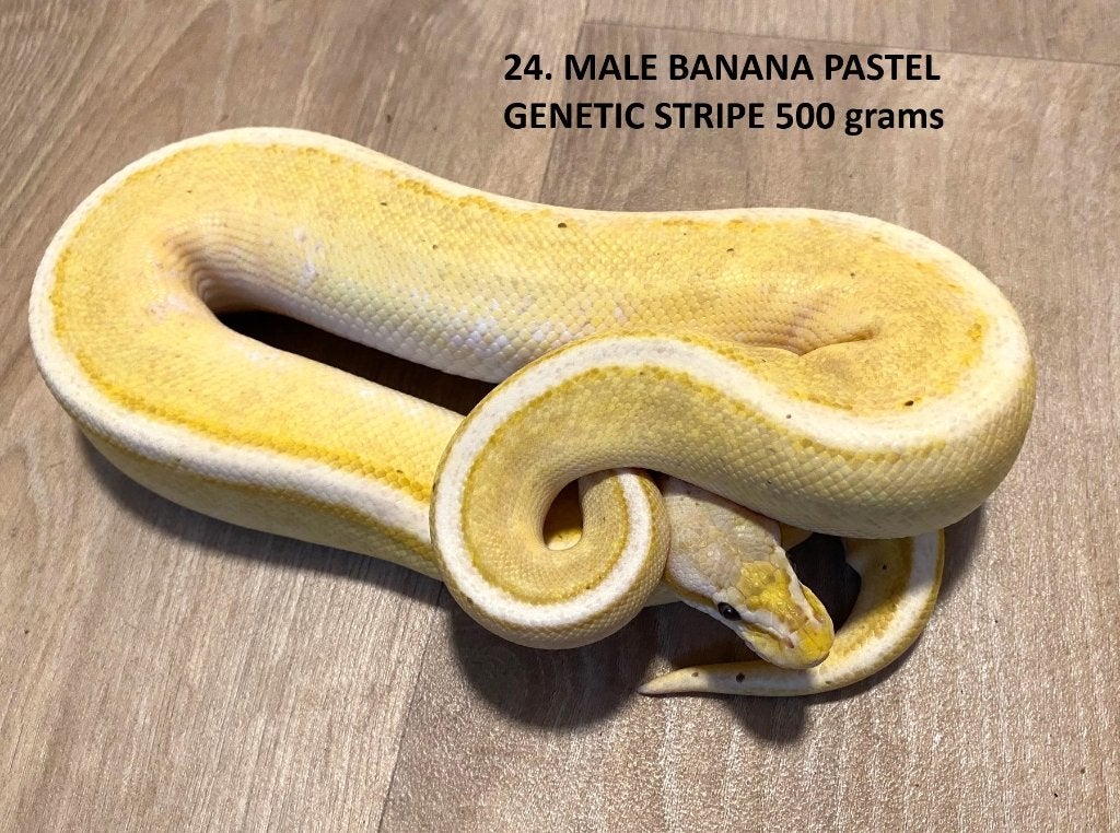 Koningspython halfwas en volwassen kweekdieren deel 1 Ball Python photo 24