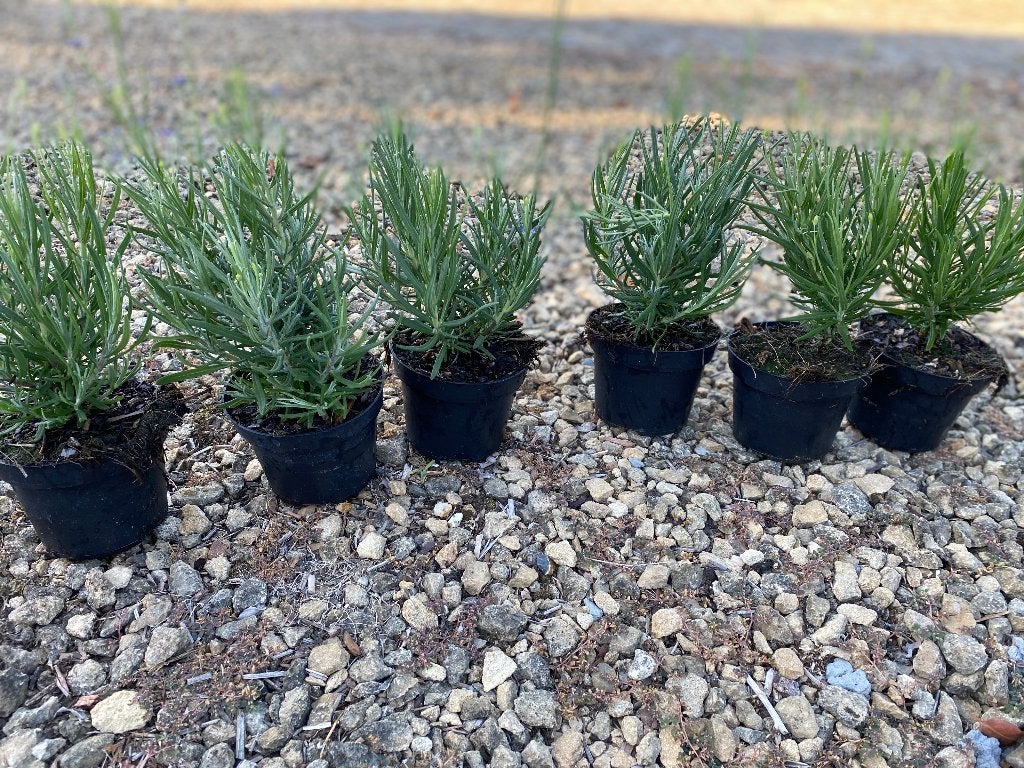 Lavendel, Tuin en Terras, Planten | Tuinplanten, Ophalen, Vaste plant