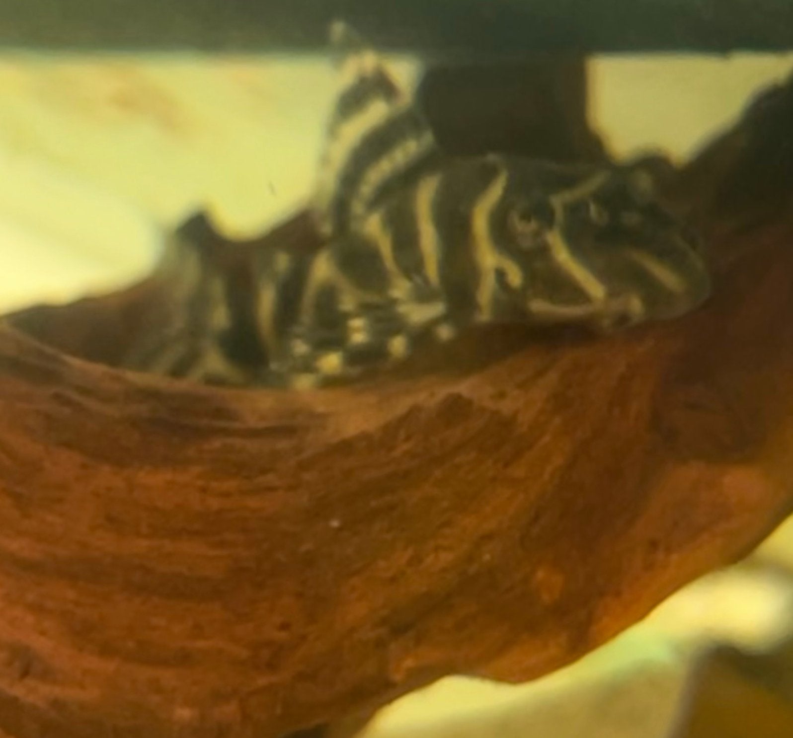 Pleco L333 (ook goldline), Animaux & Accessoires, Poissons | Poissons d'aquarium, Poisson, Poisson d'eau douce