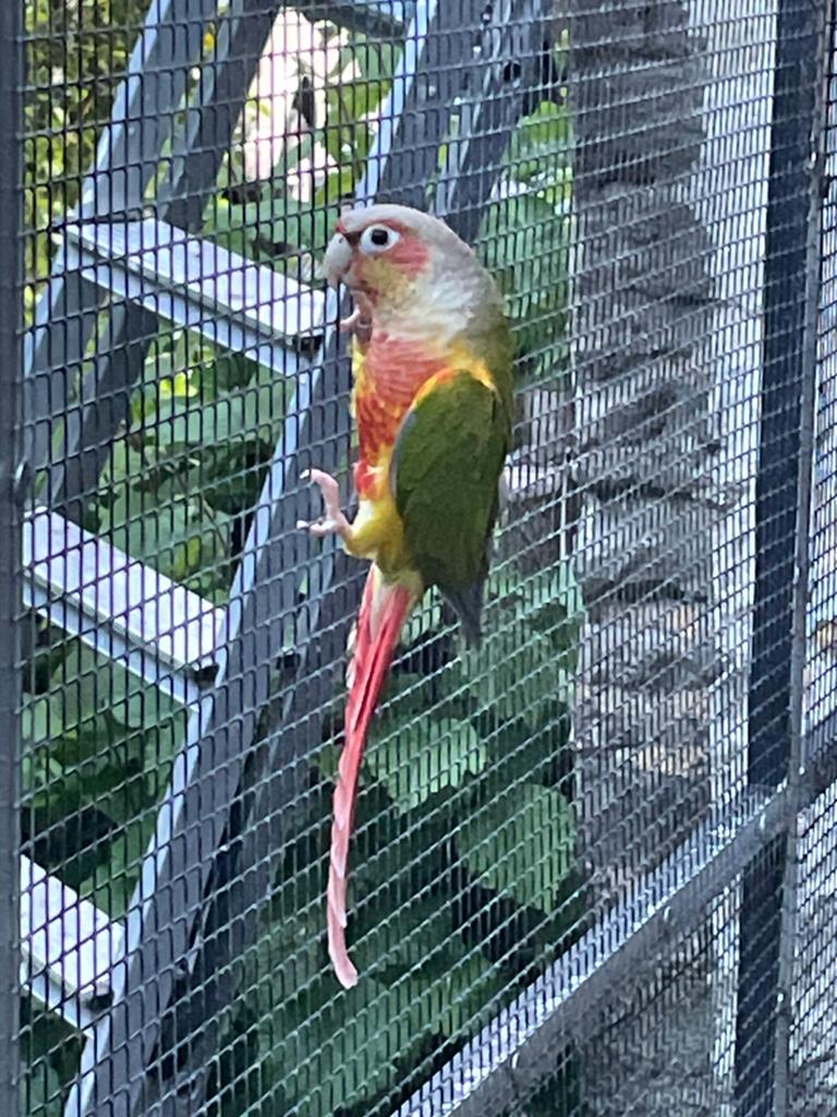 Male conure, Animaux & Accessoires, Mâle