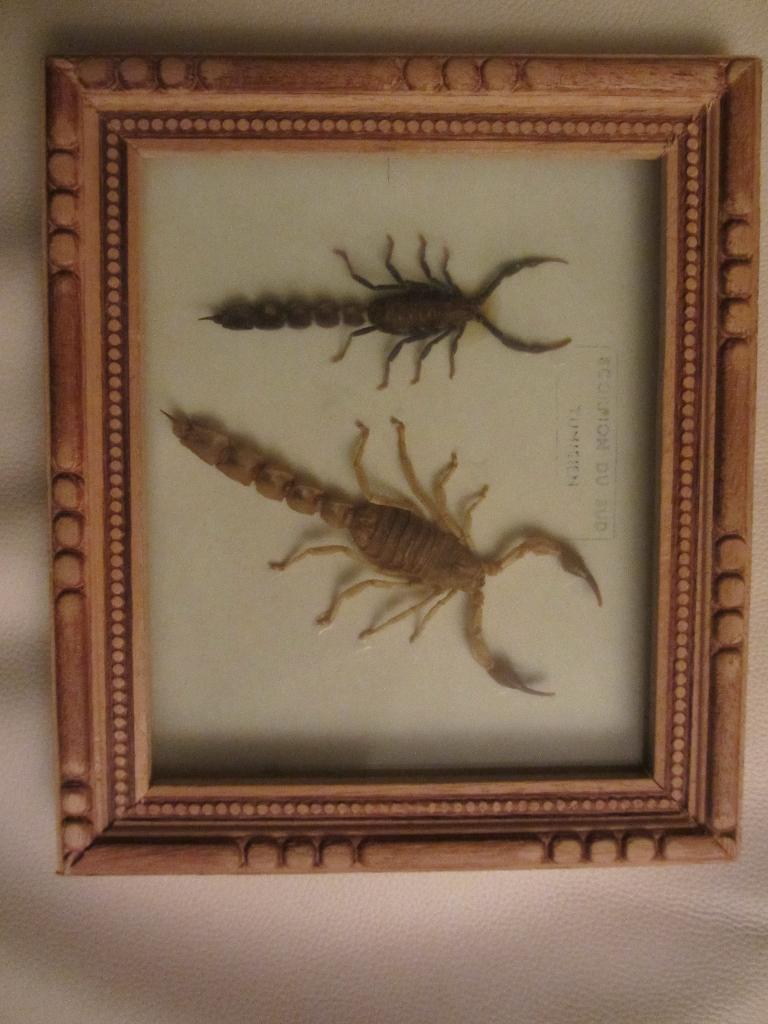 Cadre avec 2 scorpions -sous verre, Antiquités & Art, Curiosités & Brocante, Enlèvement