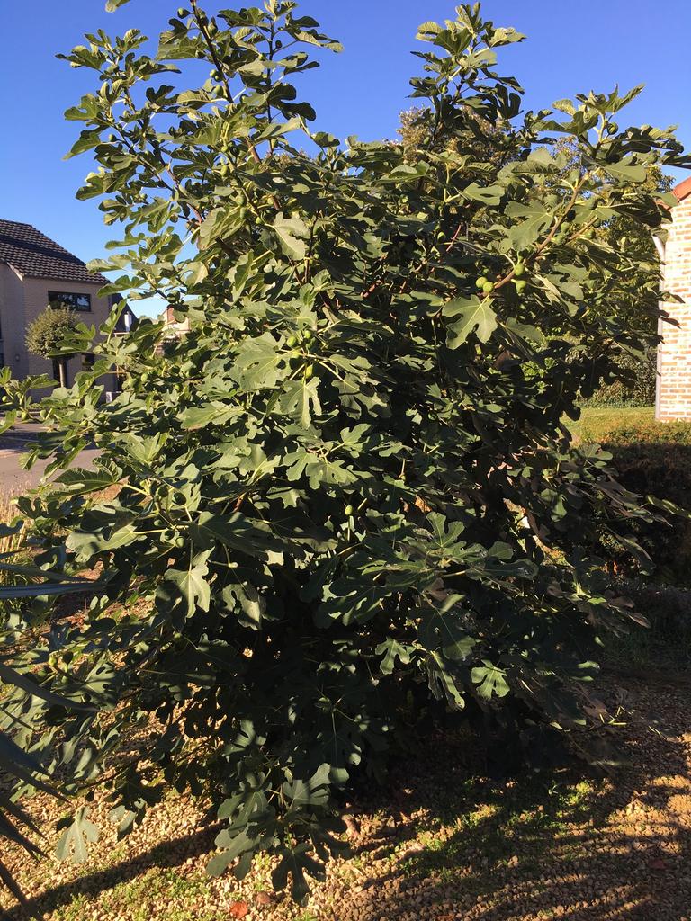 Vijgenboom scheuten Brown Turkey, Ophalen