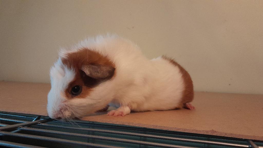 Cavia´s, Januari, Cavia, Tam