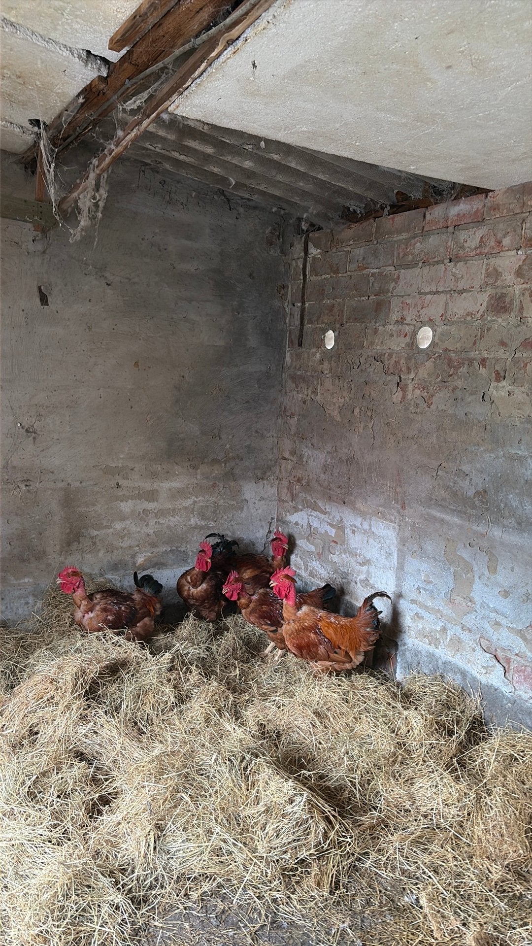 Cou nu, Animaux & Accessoires, Poule ou poulet