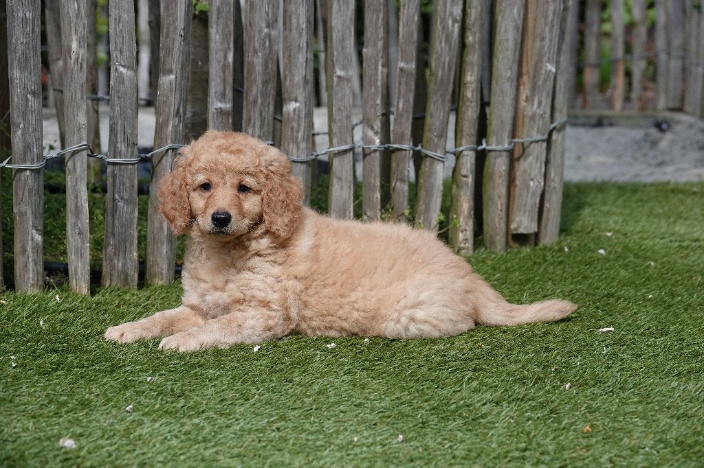 Chiots Apricot Labradoodle (type labrador), avec pedigree, Autres races, Plusieurs, Hépatite contagieuse (maladie de Rubarth)