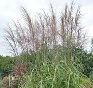 Gras Miscanthus Malepartus, Tuin en Terras, Ophalen
