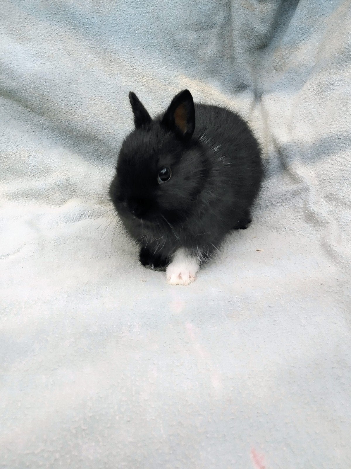 Dwergkonijntje, Animaux & Accessoires, Lapins, Petit