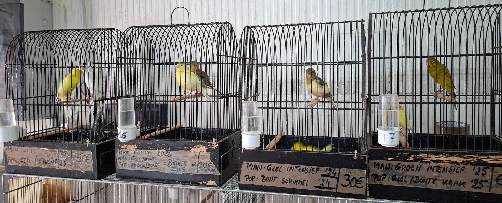 paar postuurkanaries 2024 & 2025, Plusieurs animaux, Canari de posture