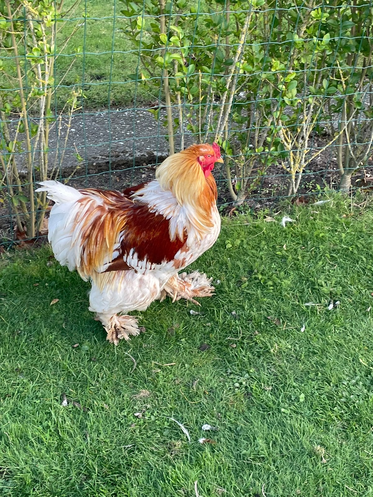 Trio goudpatrijs brahma’s, Plusieurs animaux, Poule ou poulet