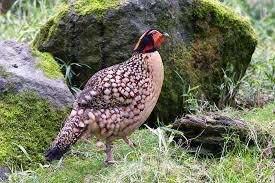 Fazant Cabot tragopaan TRC, Dieren en Toebehoren, Vogels | Overige Vogels, Mannelijk, Tropenvogel, Geringd