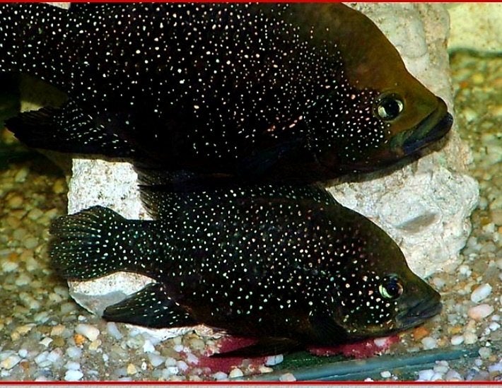 Black Diamond cichliden, Vis, Zoetwatervis