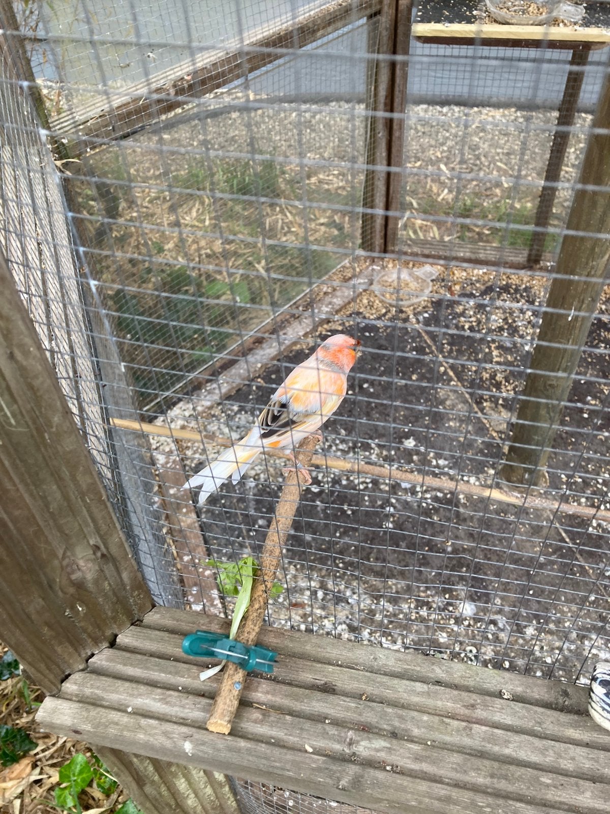 Portugese harlekijnkanaries, Dieren en Toebehoren