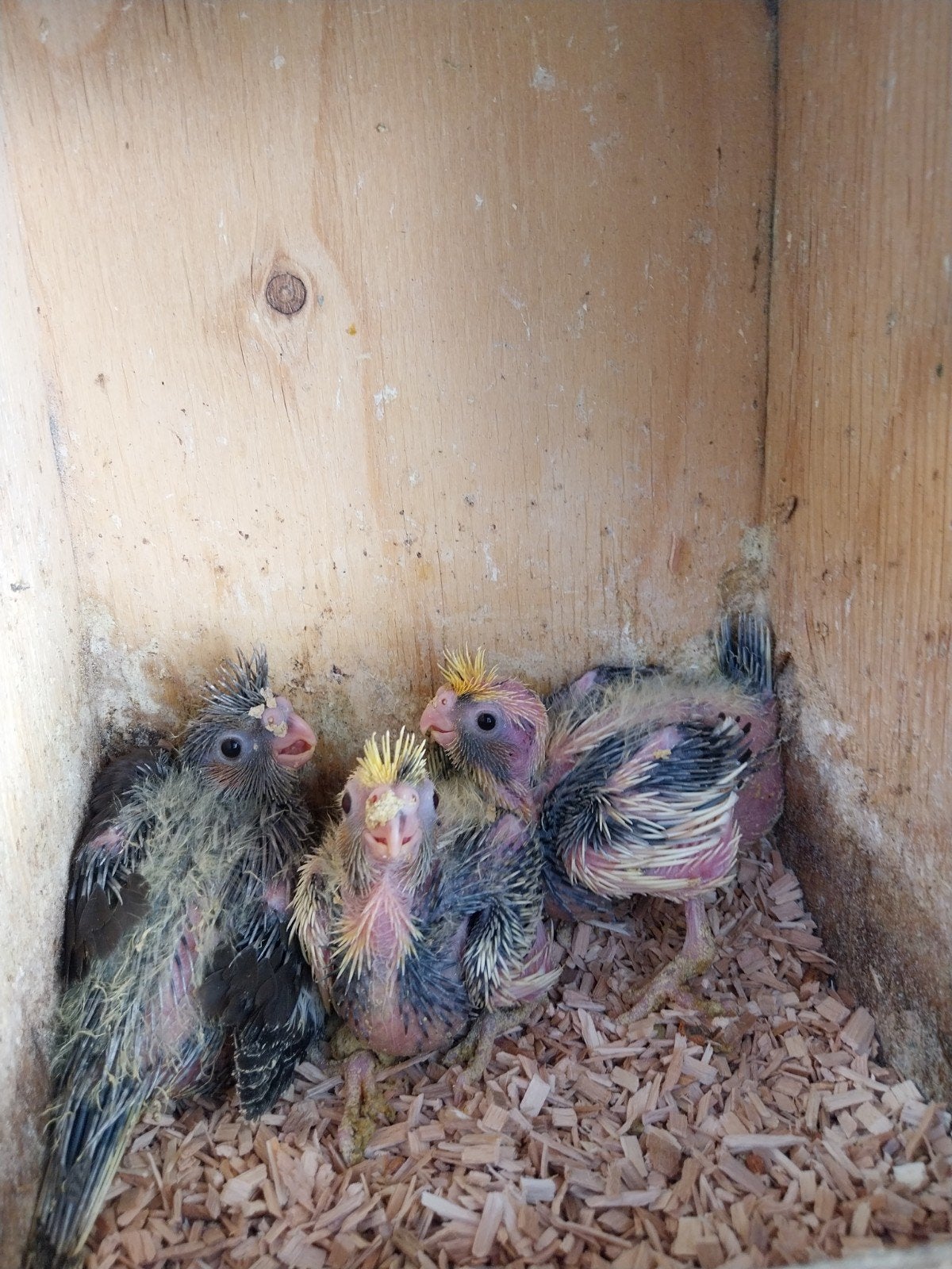 valkparkieten, Dieren en Toebehoren
