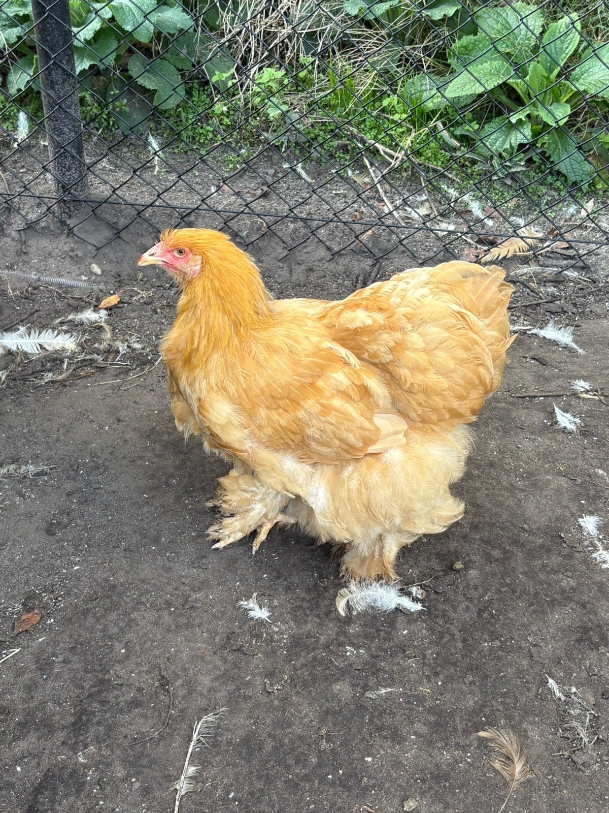 Cochin buff groothoenders, Dieren en Toebehoren, Meerdere dieren, Kip