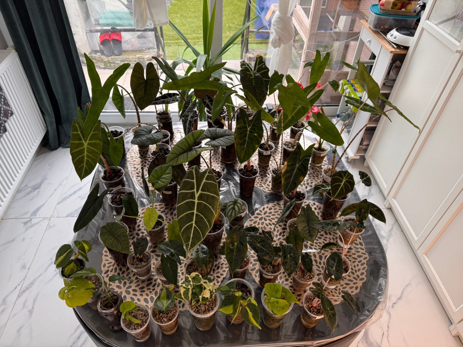Plantenverkoop alocasia's  3,50€ per plant, Tuin en Terras, Ophalen