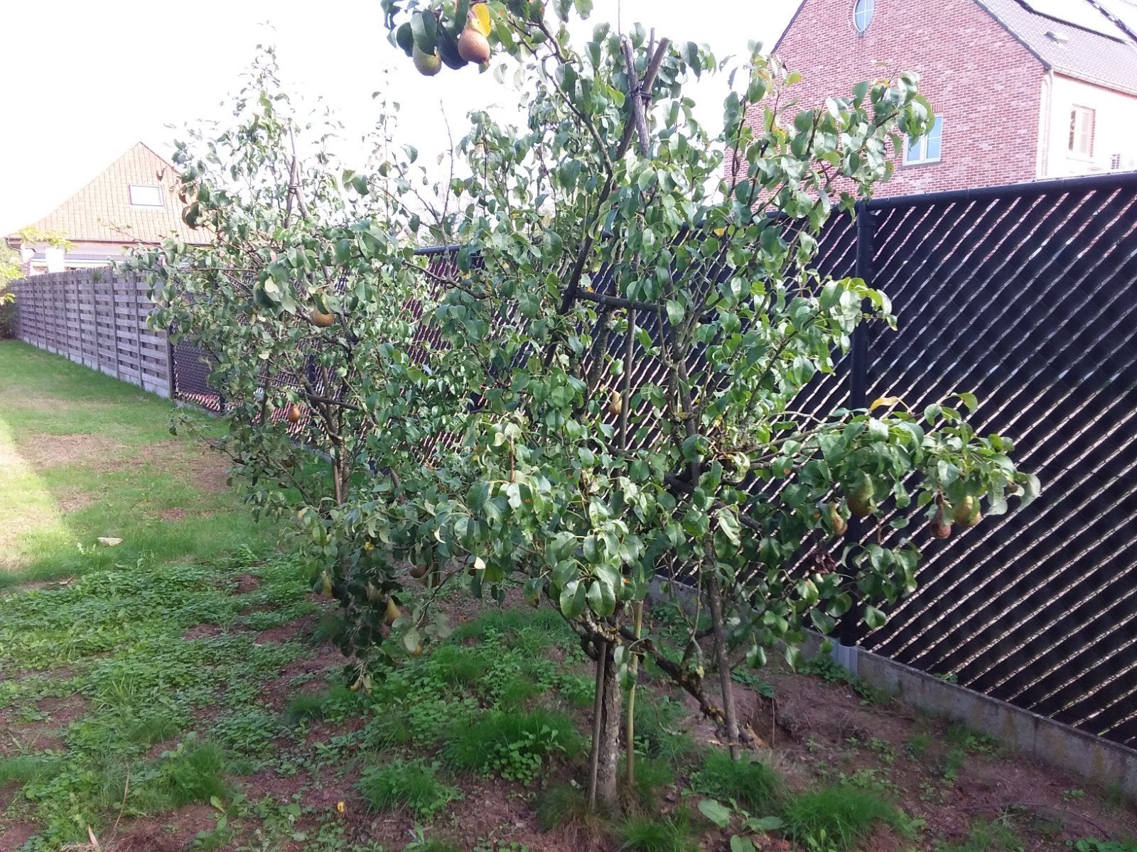 perenbomen laagstammig, Jardin & Terrasse, Enlèvement, Printemps, Plein soleil, 100 à 250 cm