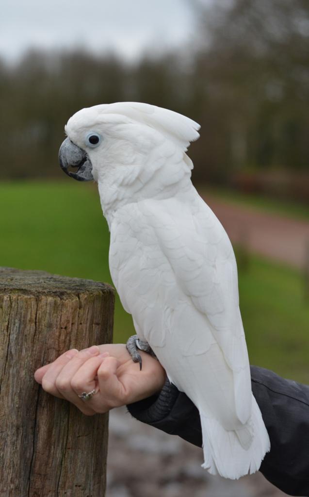 Gezocht alba pop, Dieren en Toebehoren, Vrouwelijk, Papegaai, Geringd