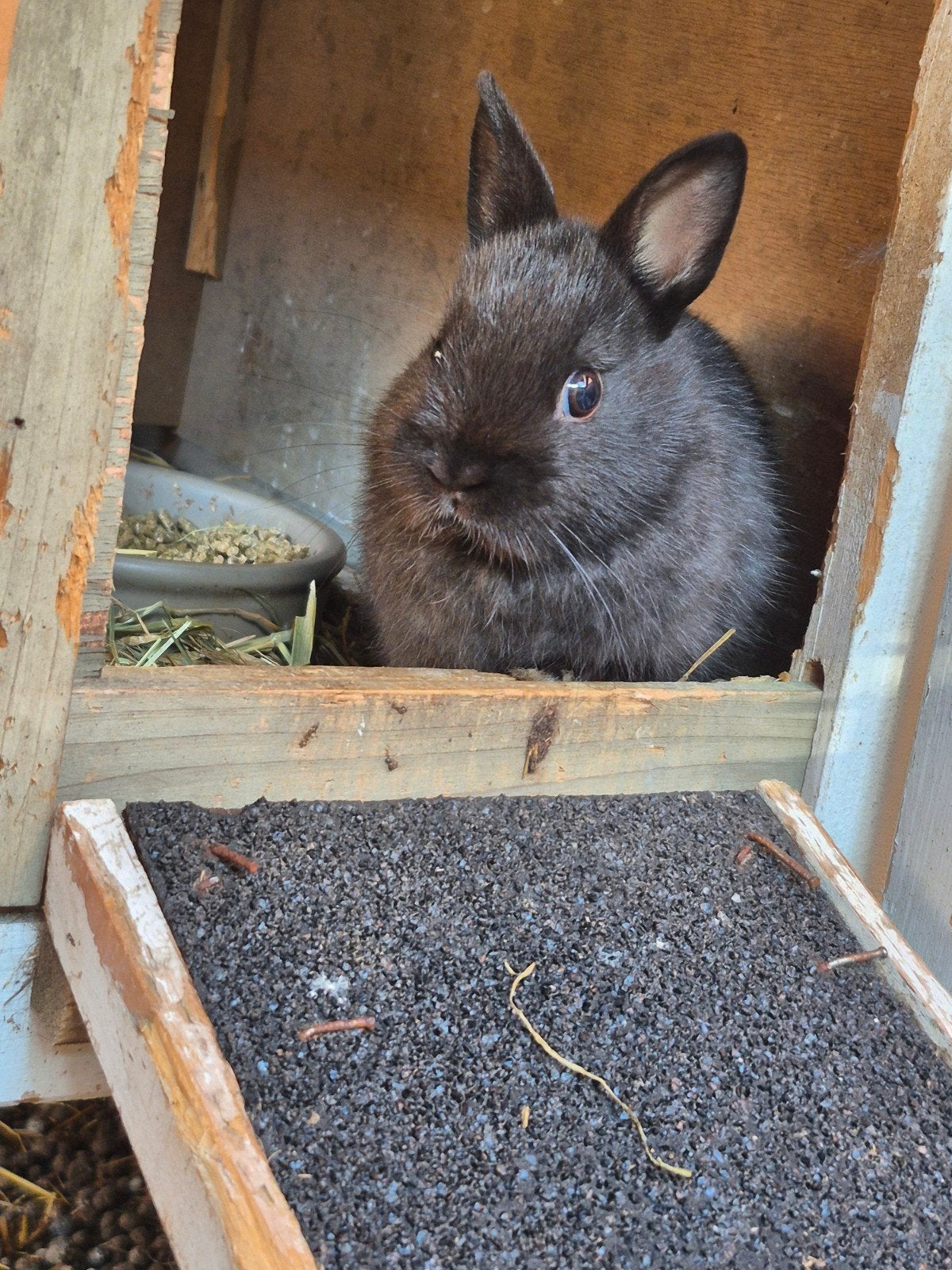 Mini kleurdwergjes, Dieren en Toebehoren