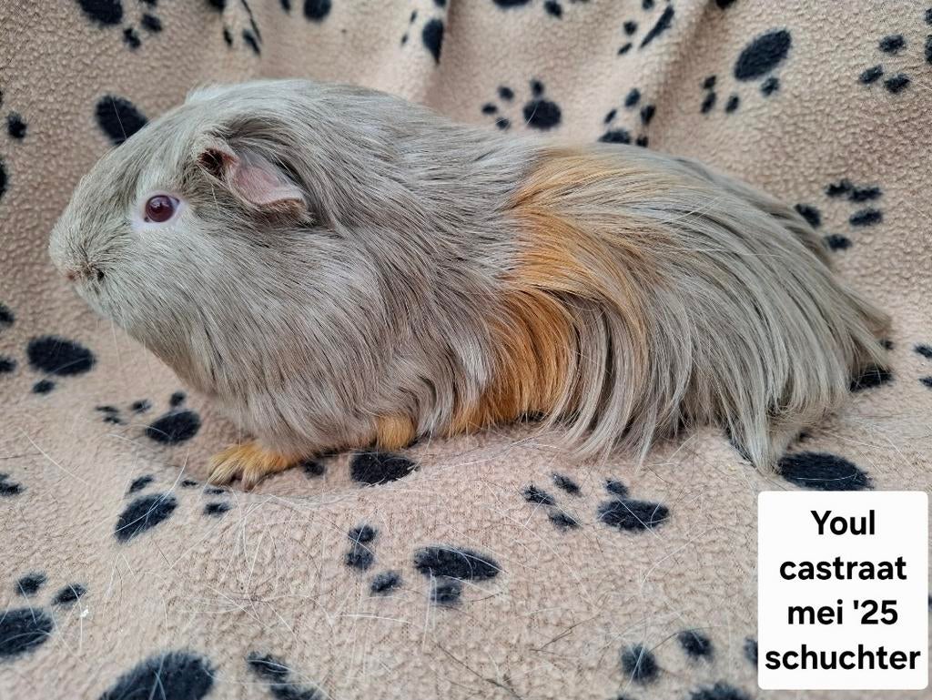 Cavia castraten uit asiel, Mâle, Domestique, Mai, Cobaye