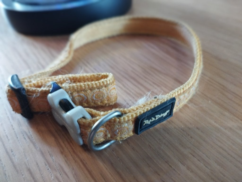 Collier pour chaton . Fermeture pratique. Couleur jaune, Animaux & Accessoires, Enlèvement