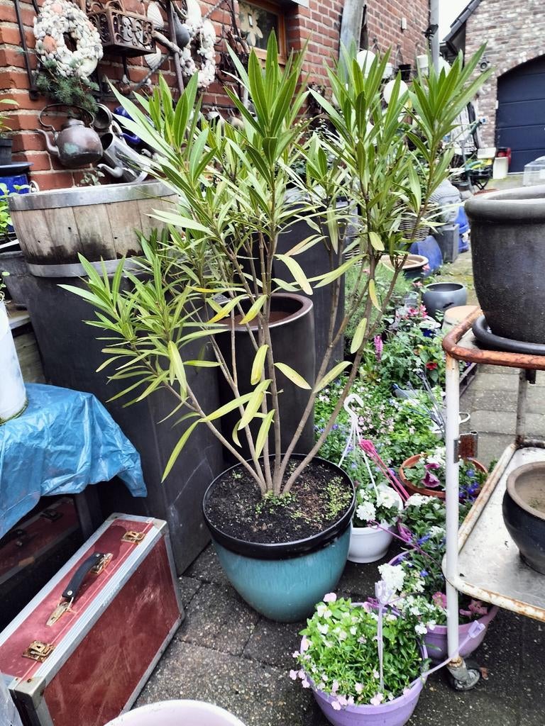 Witte oleander met prachtige plantenpot, Tuin en Terras, Planten | Tuinplanten, Ophalen